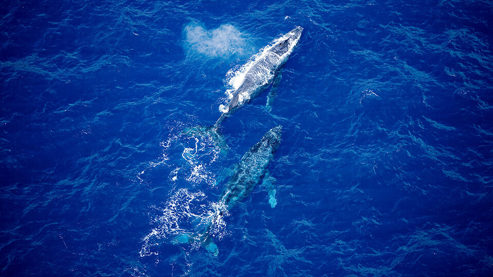 North Pacific Humpback Whales 101 Growing Numbers and New Threats