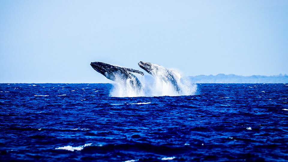North Pacific Humpback Whales 101 Growing Numbers and New Threats