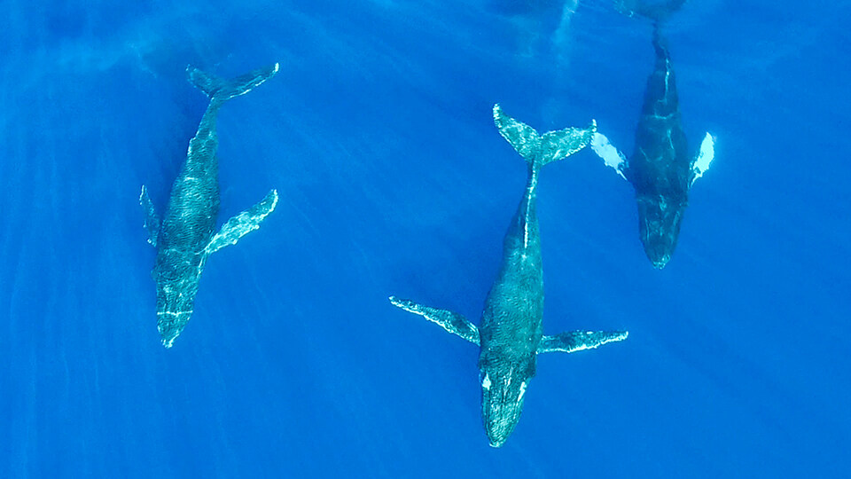 North Pacific Humpback Whales 101 Growing Numbers and New Threats