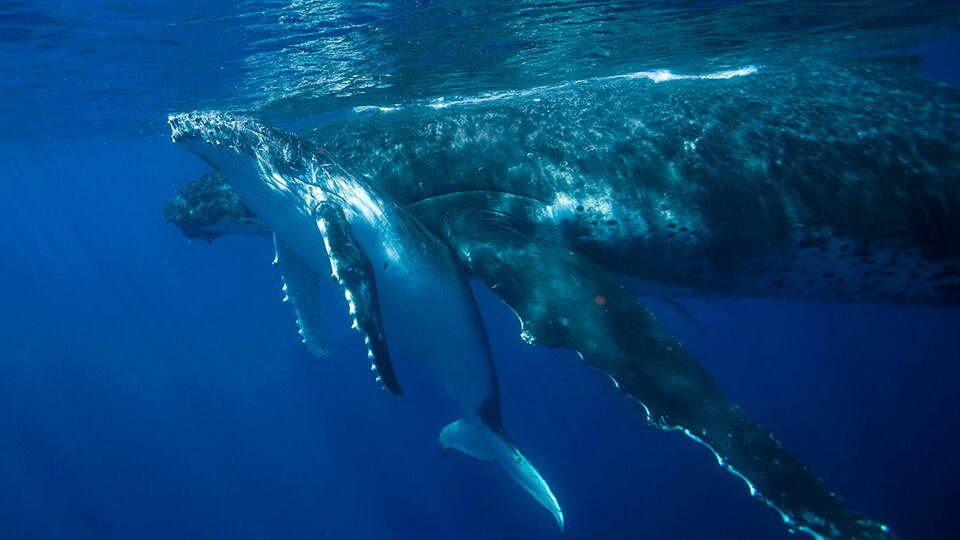 North Pacific Humpback Whales 101 Growing Numbers and New Threats