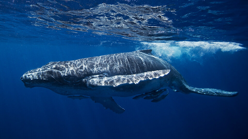 Maui Humpback Whale Watching FAQ Whale Song