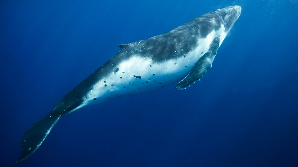 Maui Humpback Whale Watching FAQ Whale Song