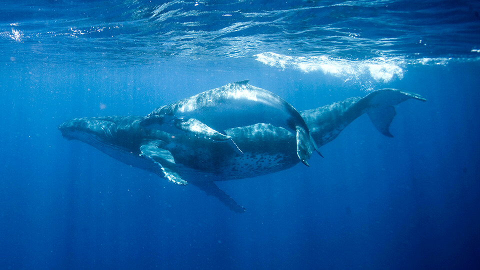 Maui Humpback Whale Watching FAQ Conservation