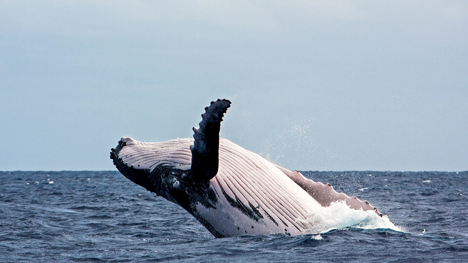 Maui Humpback Whale Watching FAQ Best Places for Whale Watching