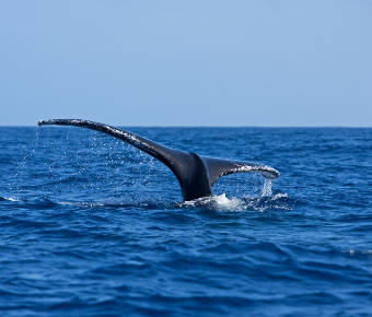 North Pacific Humpback Whales 101