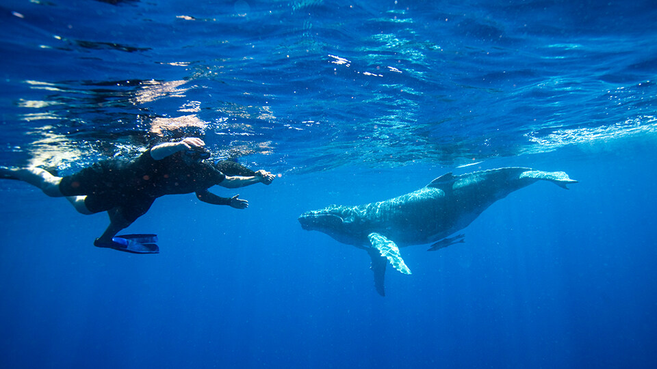 Maui Humpback Whale Watching FAQ Top Rated Whale Watching Tour