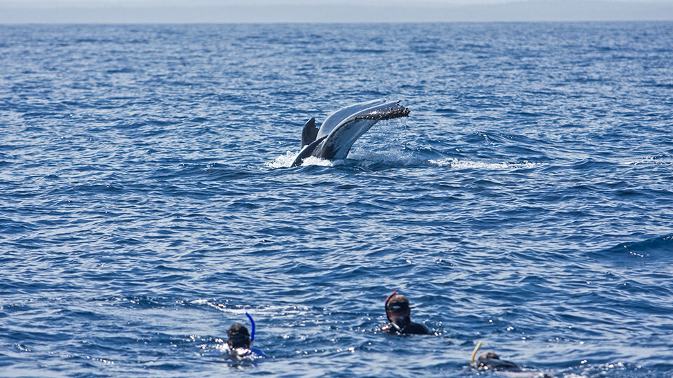 Maui Humpback Whale Watching FAQ Top Rated Whale Watching Tour