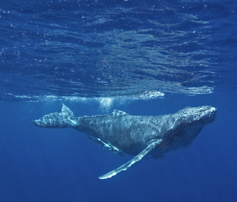 North Pacific Humpback Whales 101