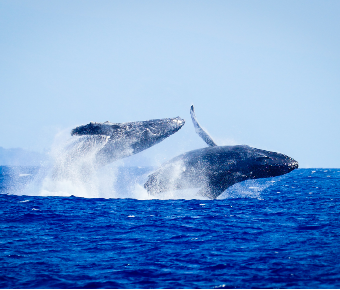 North Pacific Humpback Whales 101