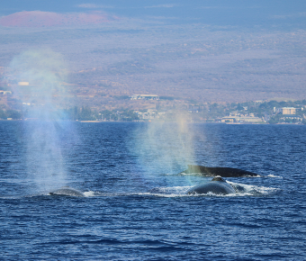 North Pacific Humpback Whales 101