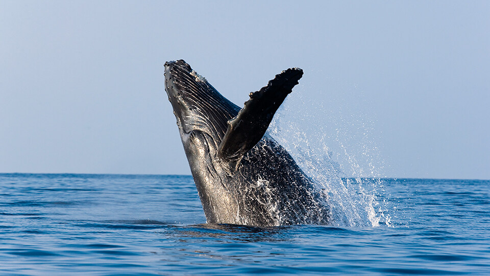 Maui Humpback Whale Watching FAQ Facts