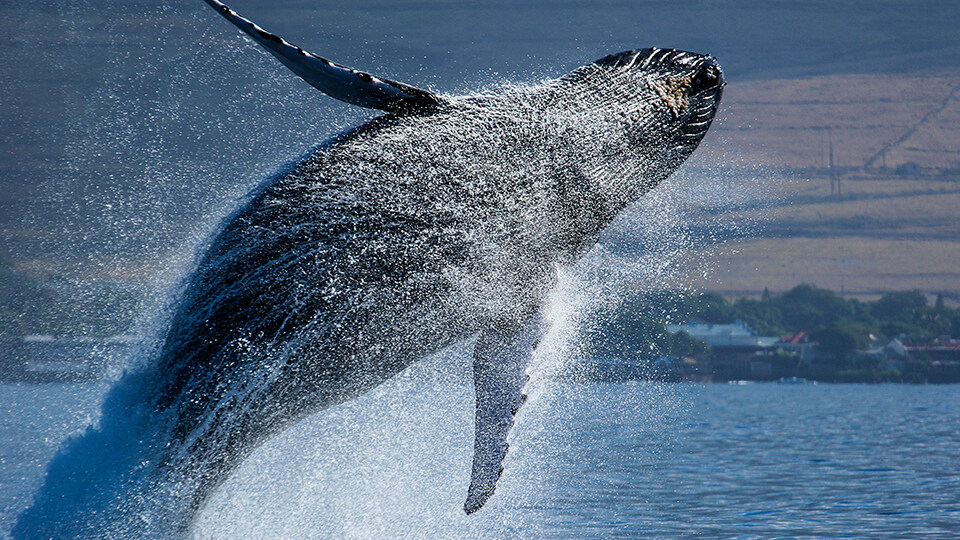 Maui Humpback Whale Watching FAQ Behavior