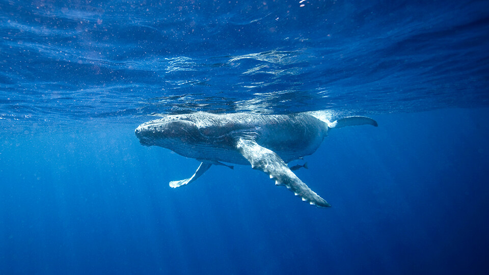 Maui Humpback Whale Watching FAQ Whale Song
