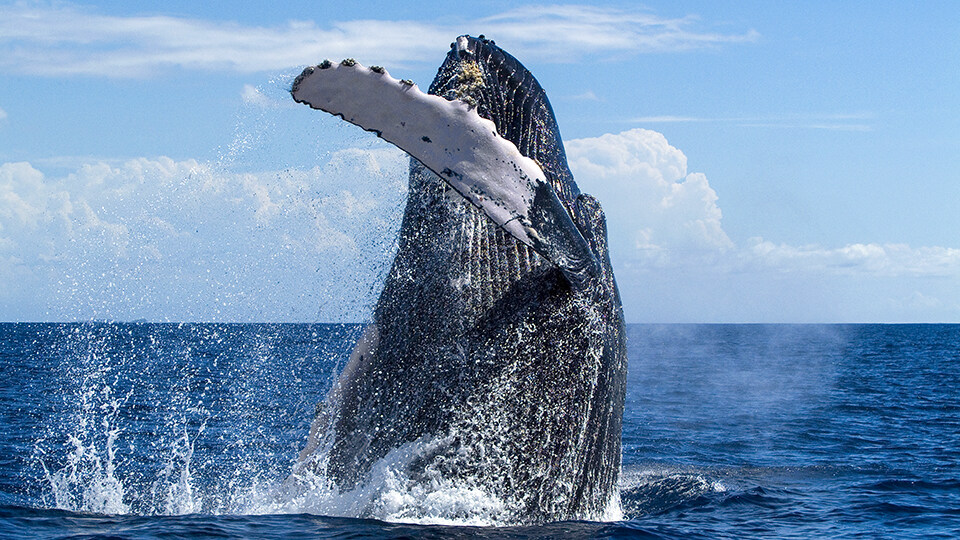 Maui Humpback Whale Watching FAQ Conservation