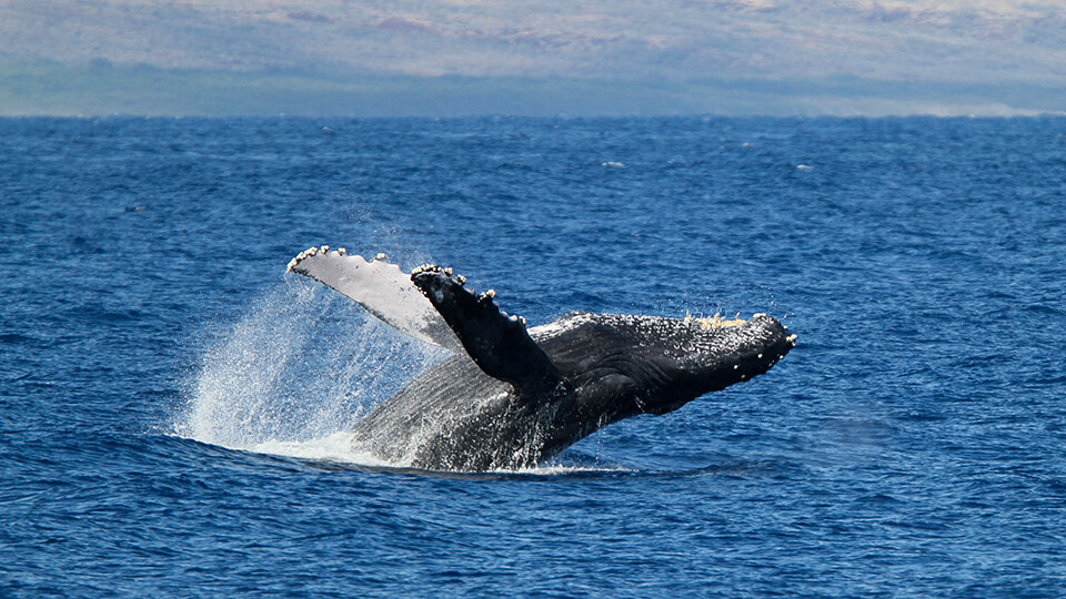 Maui Humpback Whale Watching FAQ Top Rated Whale Watching Tour