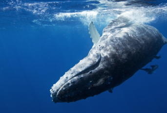 North Pacific Humpback Whales 101
