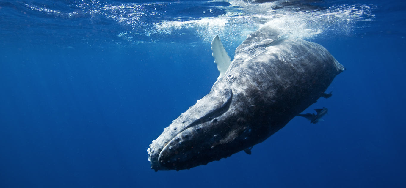 hawaii humpback whale sanctuary