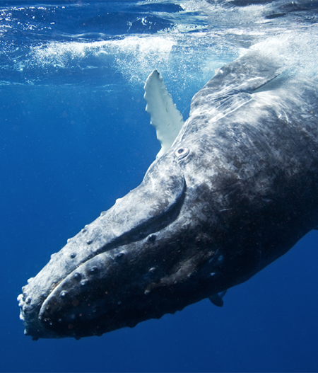 North Pacific Humpback Whales 101