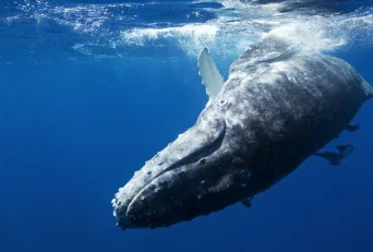 North Pacific Humpback Whale