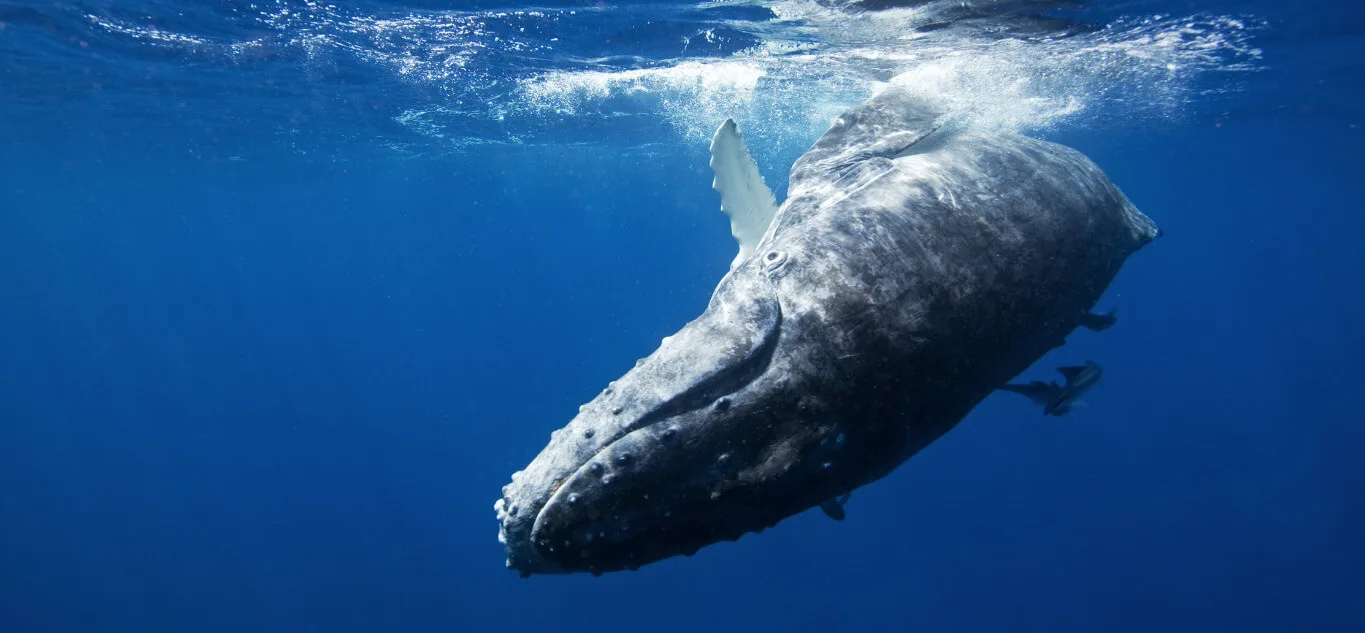 North Pacific Humpback Whale