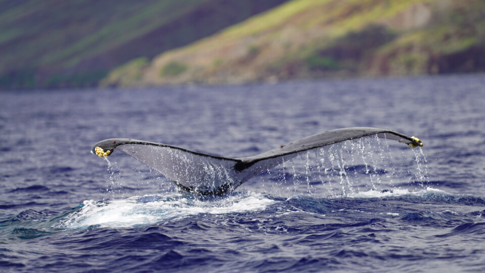 North Pacific Humpback Whales 101 Ancient Hawaiian Culture