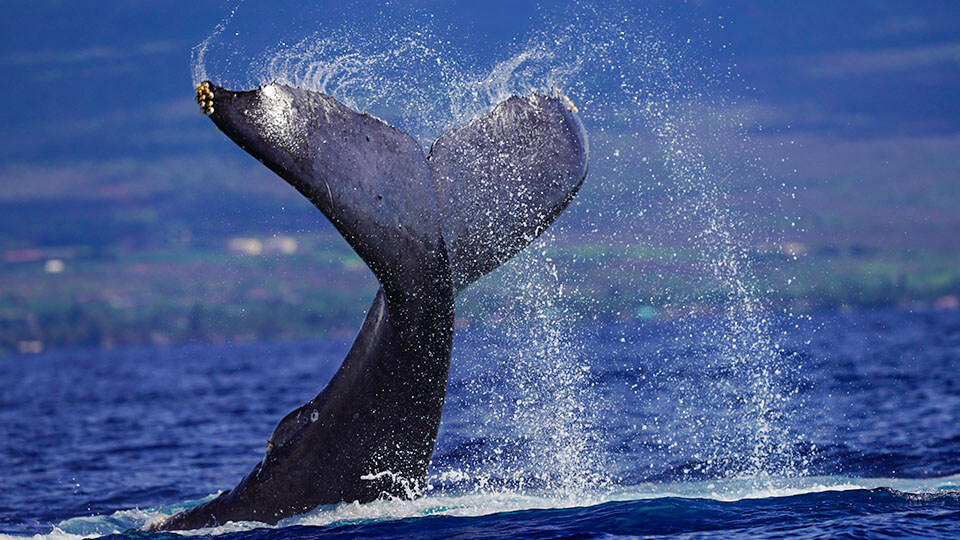 North Pacific Humpback Whales 101 Acrobatics