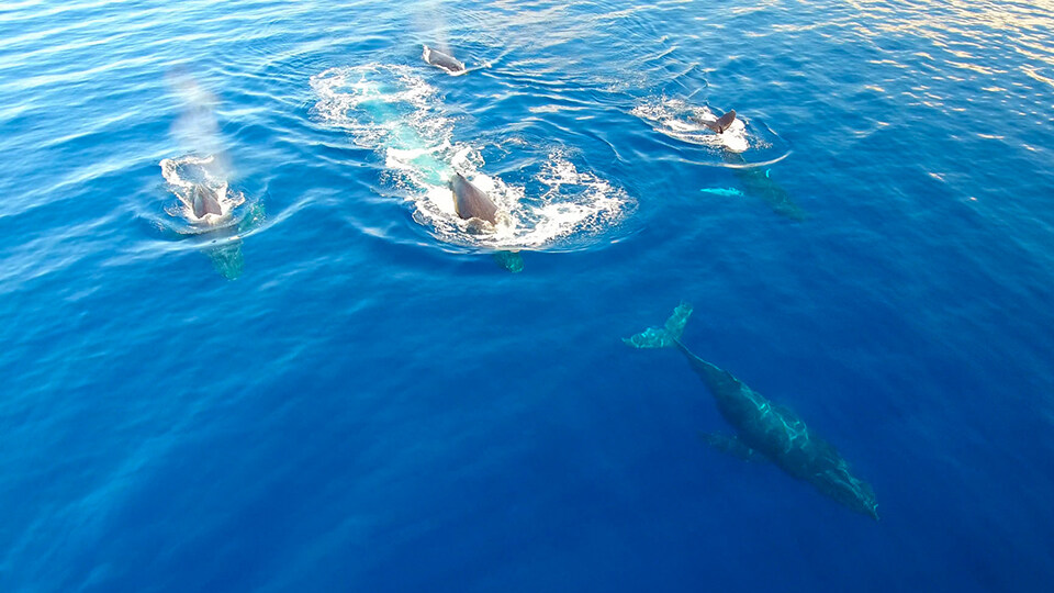 Top 10 Activities Maalaea Olowalu Pride of Maui Boat Tour