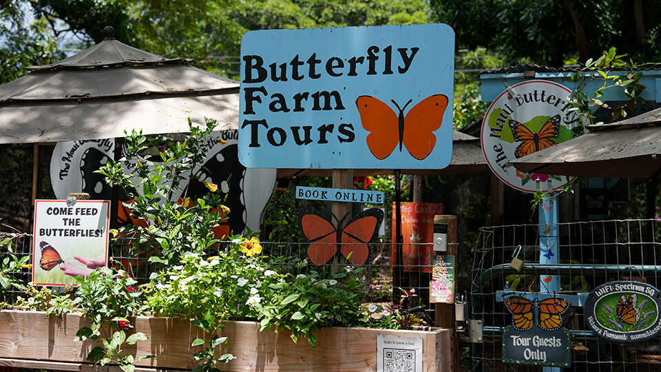 Top 10 Activities Maalaea Olowalu Maui Butterfly Farm