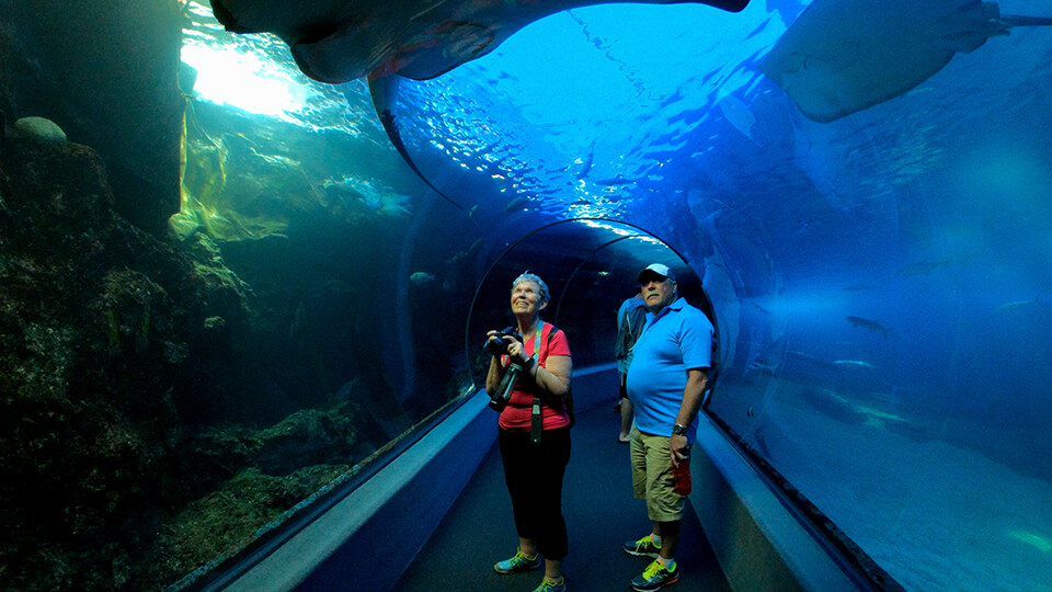 Top 10 Activities Maalaea Olowalu Maui Ocean Center