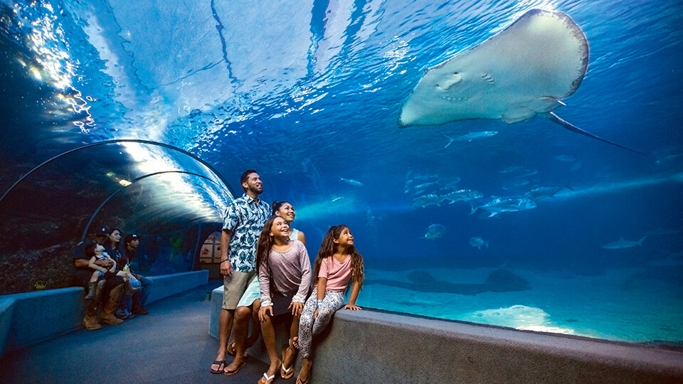 Top 10 Activities Maalaea Olowalu Maui Ocean Center