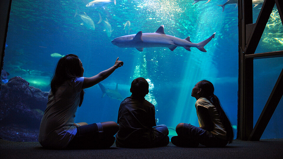 Top 10 Activities Maalaea Olowalu Maui Ocean Center