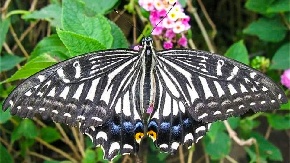 Top 10 Activities Maalaea Olowalu Maui Butterfly Farm