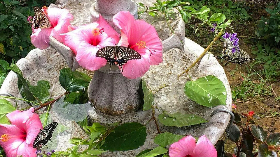 Top 10 Activities Maalaea Olowalu Maui Butterfly Farm