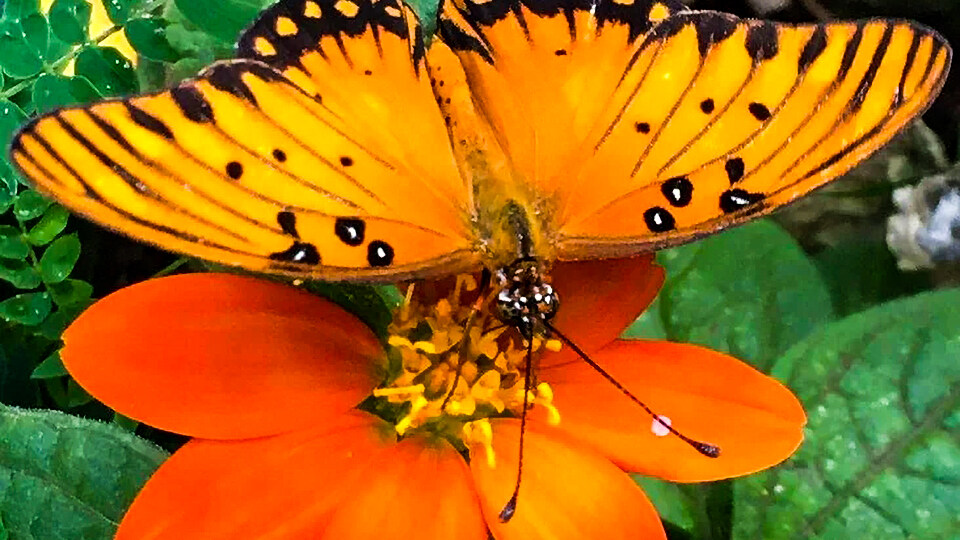 Top 10 Activities Maalaea Olowalu Maui Butterfly Farm