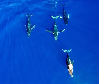 Pod of Humpback Whales Swimming in Waters of Maui hawaii vacation guide maui