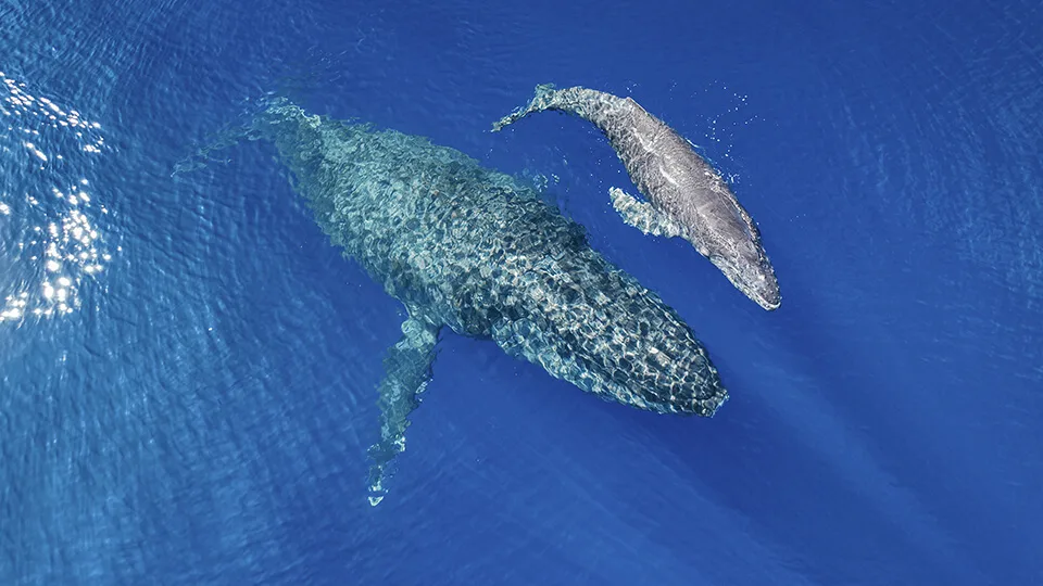 Mother Whale and Calf in Waters of Maui
