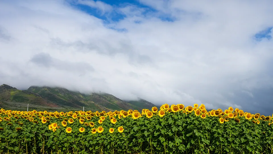 Field of Sunflowers with Mountains in Background