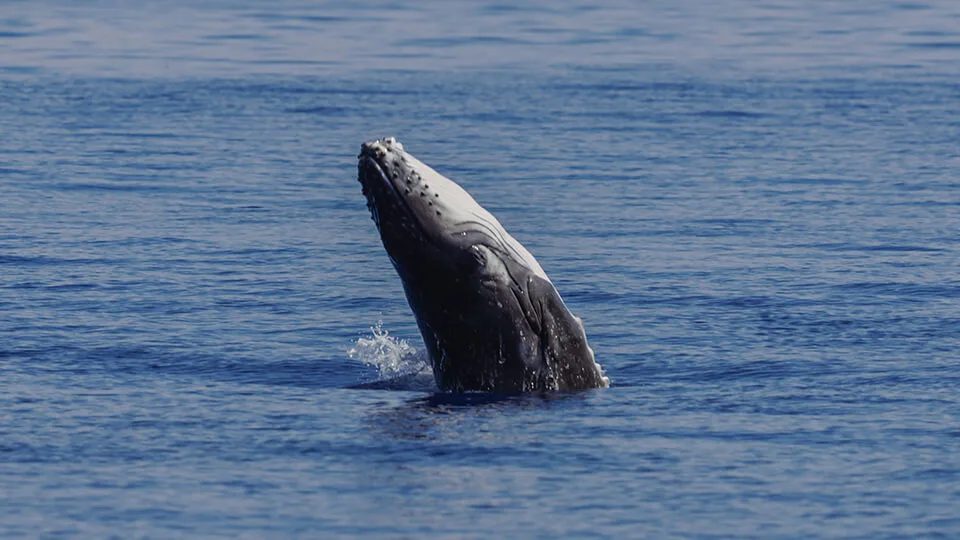 North Pacific Humpback Whale Breaching Backward