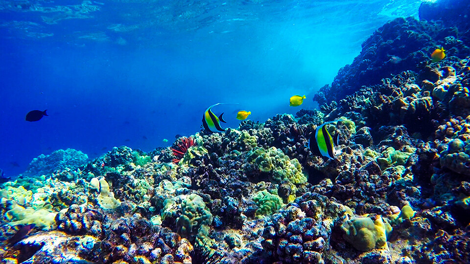 Coral Teeming with Fish at Molokini Crater