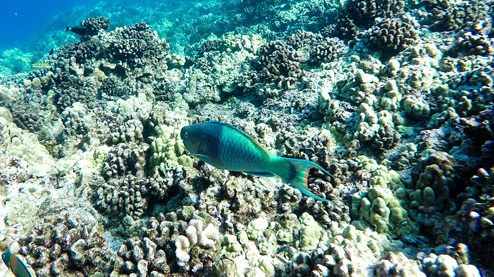 Parrotfish and Coral at Molokini