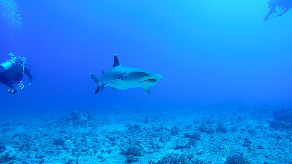 White Tip Reef Shark at Molokini
