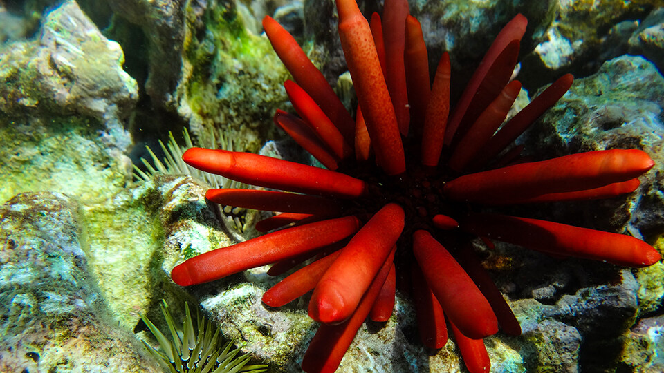 Re Pencil Urchin at Molokini