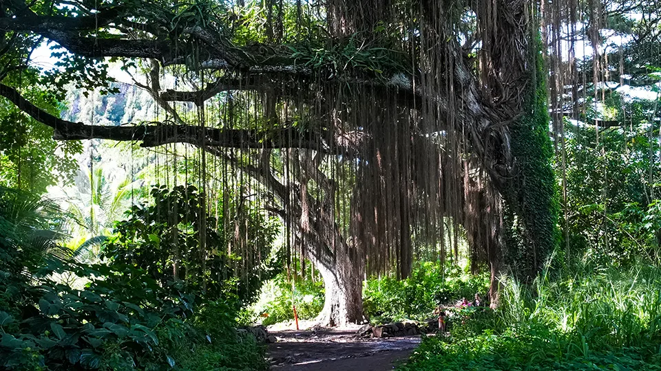 Maui Banyan Tree