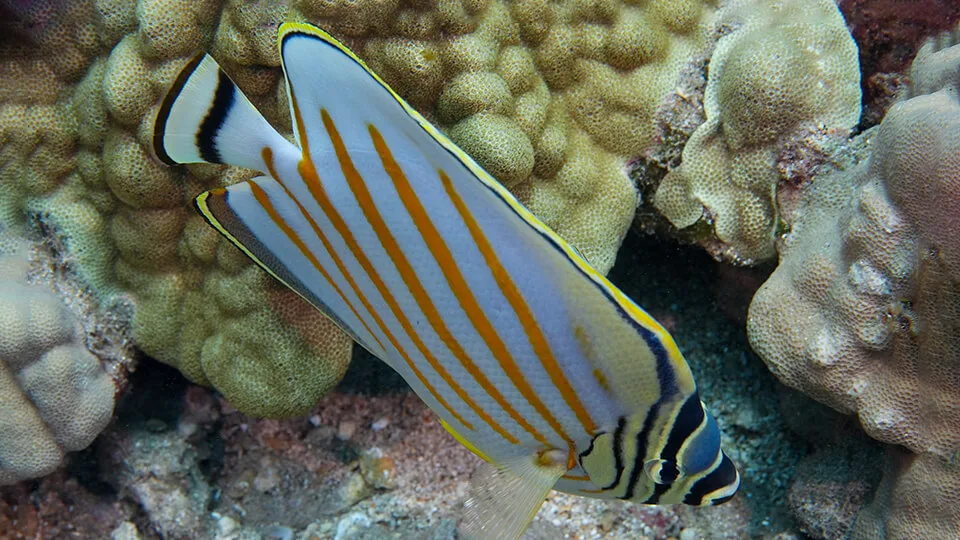 Ornate Butterflyfish