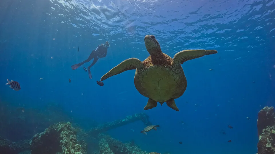 Diver with Hawaiian Green Sea Turtle on Maui Snorkel Tour