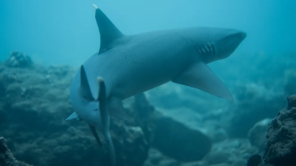 Whitetip Reef Shark