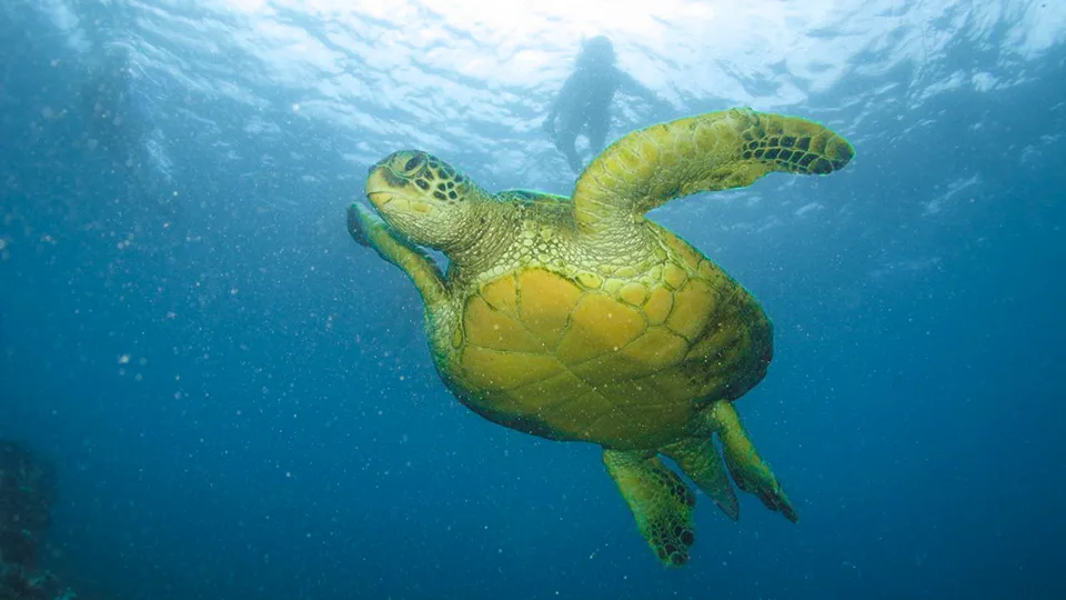 Hawaiian Green Sea Turtle