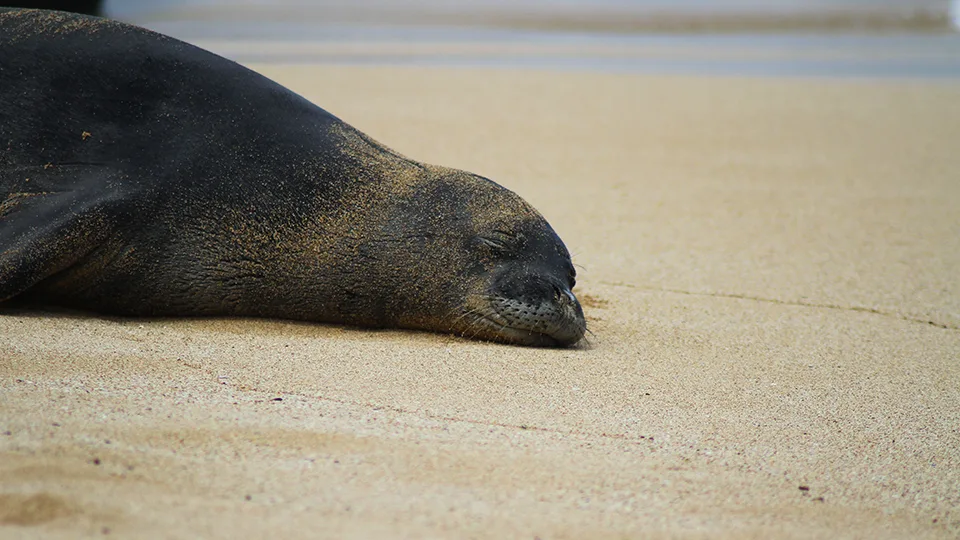 Hawaiian Monk Seal