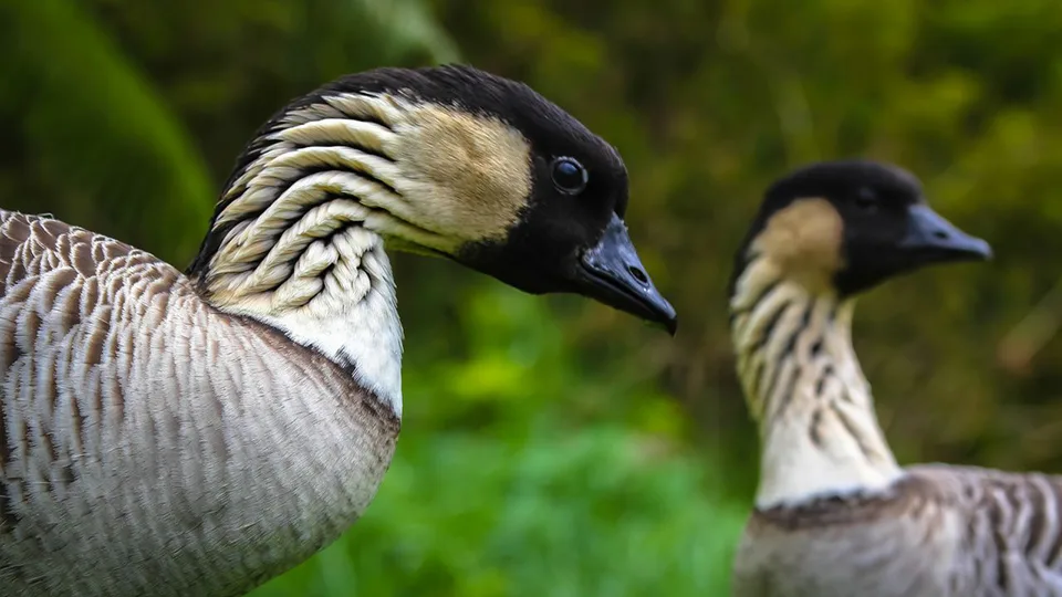 Nene Goose