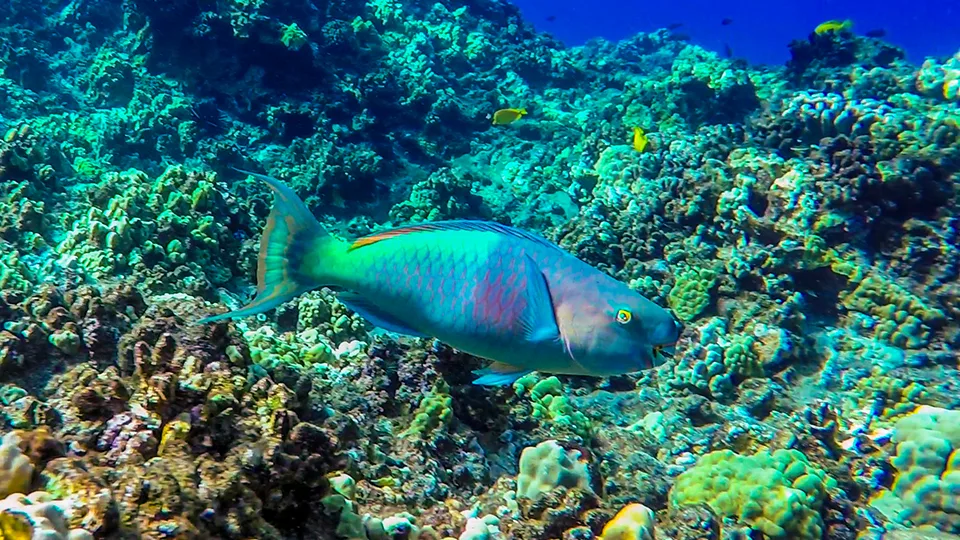 Parrotfish and Coral